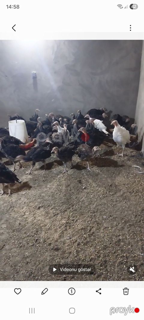 Məhsul: Türki bala sürüsü Təsvir: - Şəkillərdə görünən xüsusi — Bakı