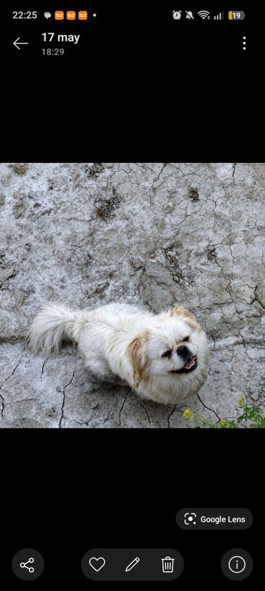 Pekines — Köpəklər, Bakı (3)