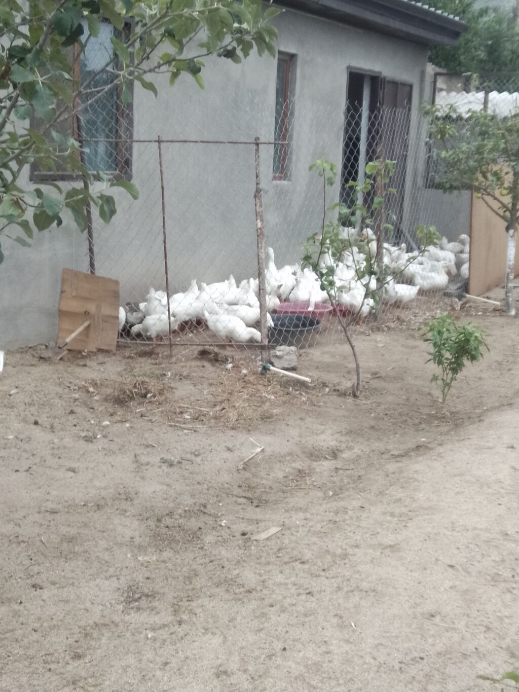 Linda qazlarıPekin ordeyleri 20m Pekin ordeyi,25 m Linda qazlari — Digərləri, Novxanı (3)