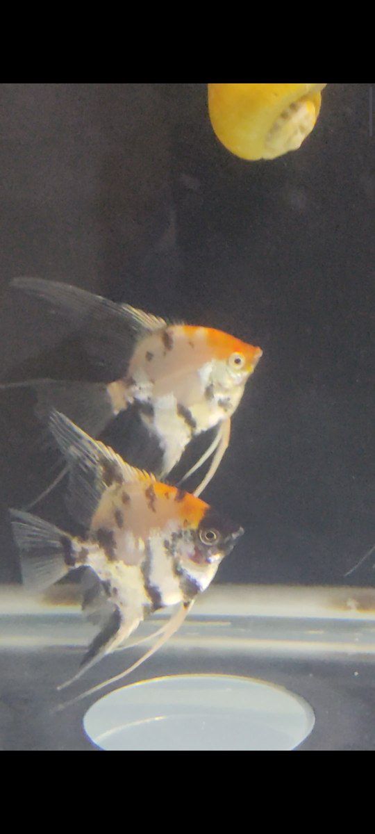 Skalyary koi balıqları — Akvariumlar və balıqlar, Bakı (2)