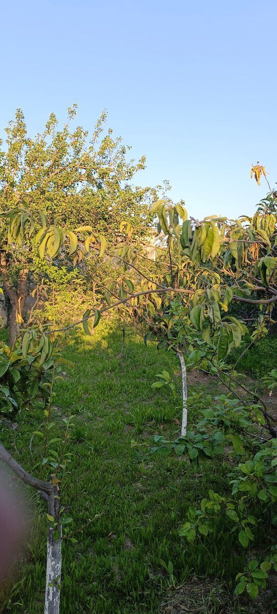 5 sot torpaq sahəsi, Saray qəs — Torpaq, Bakı (8)