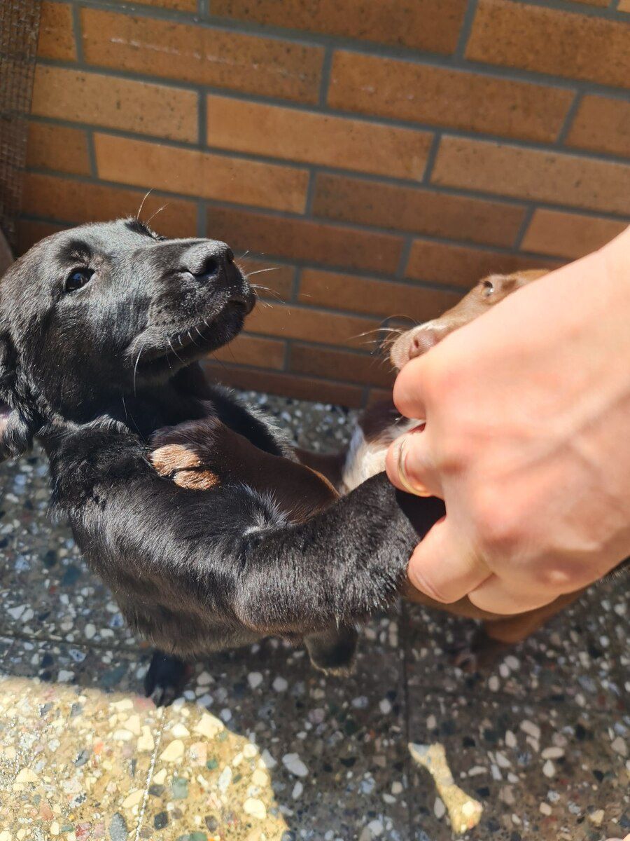 Koker spaniel balaları — Köpəklər, Bakı (3)