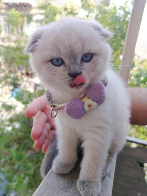 Котята шиншиллы — Pişiklər, Bakı (8)