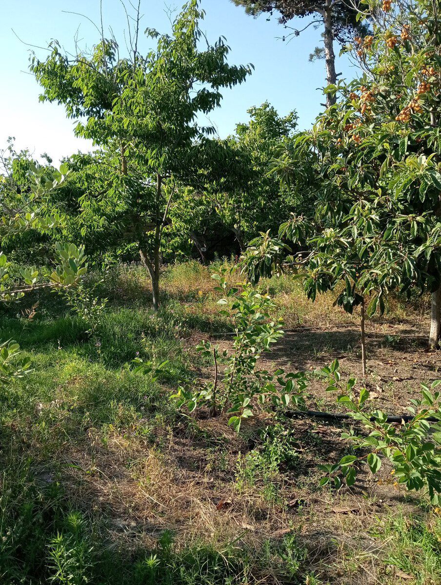 34 sot torpaq sahəsi, Novxanı qəs — Torpaq, Bakı (6)