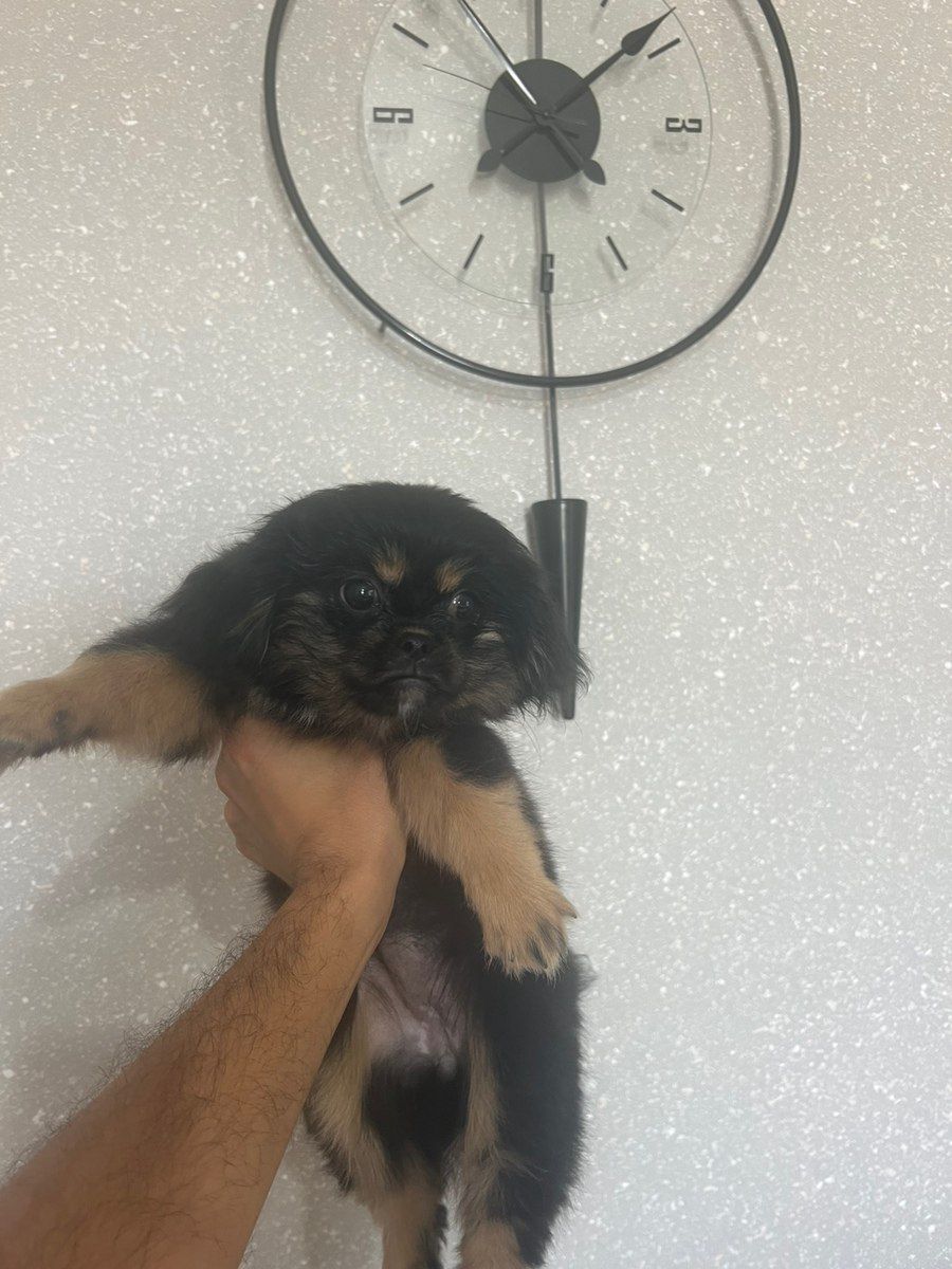 Pekines balası — Köpəklər, Bakı (3)