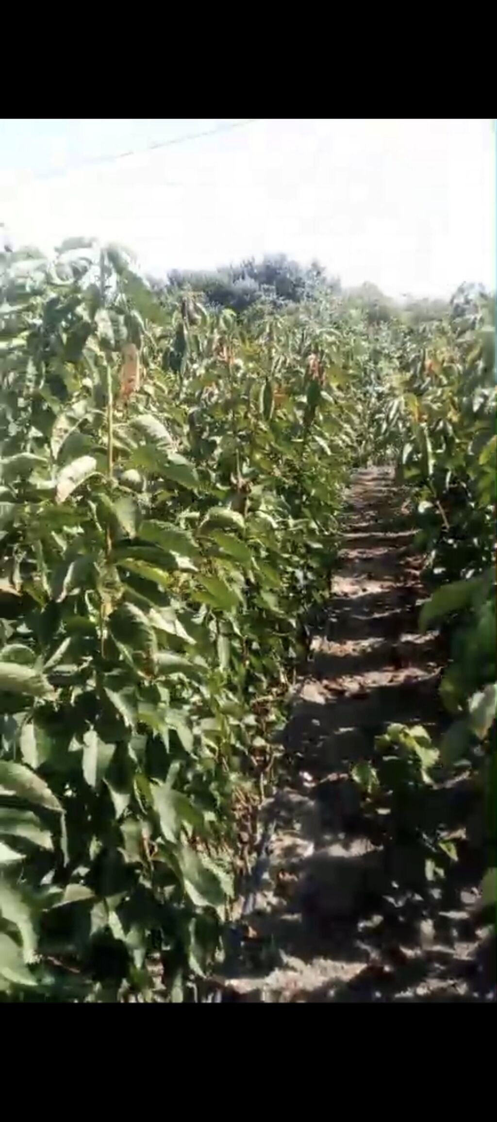 Meqsedimiz Düzgün Ting SeçimiDüzgün əkinPesekar yanaşma ile uzun — Bitkilər, Quba (6)