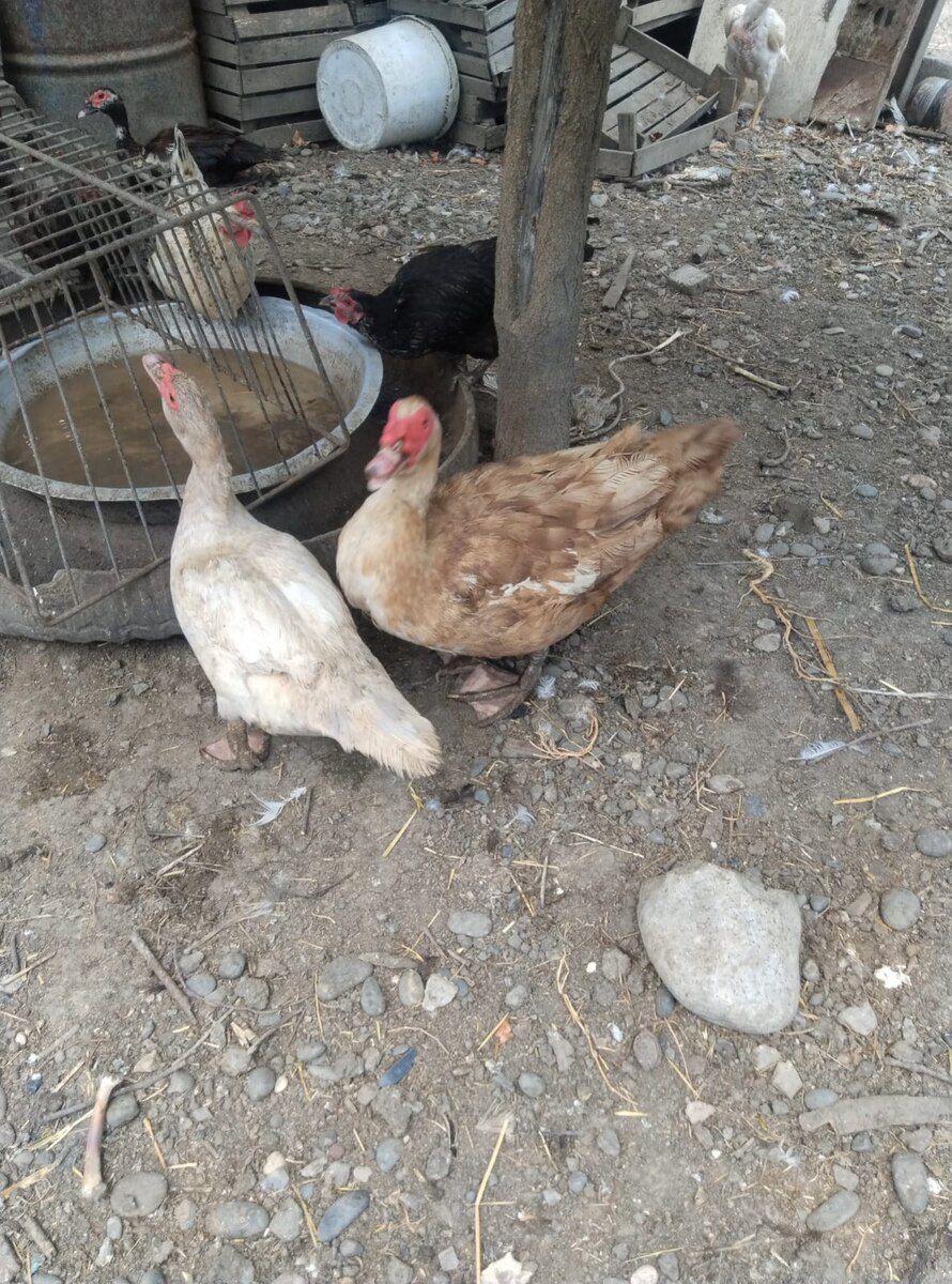 Mayalı lal ördək yumurtaları — Quşlar, Xaçmaz (7)
