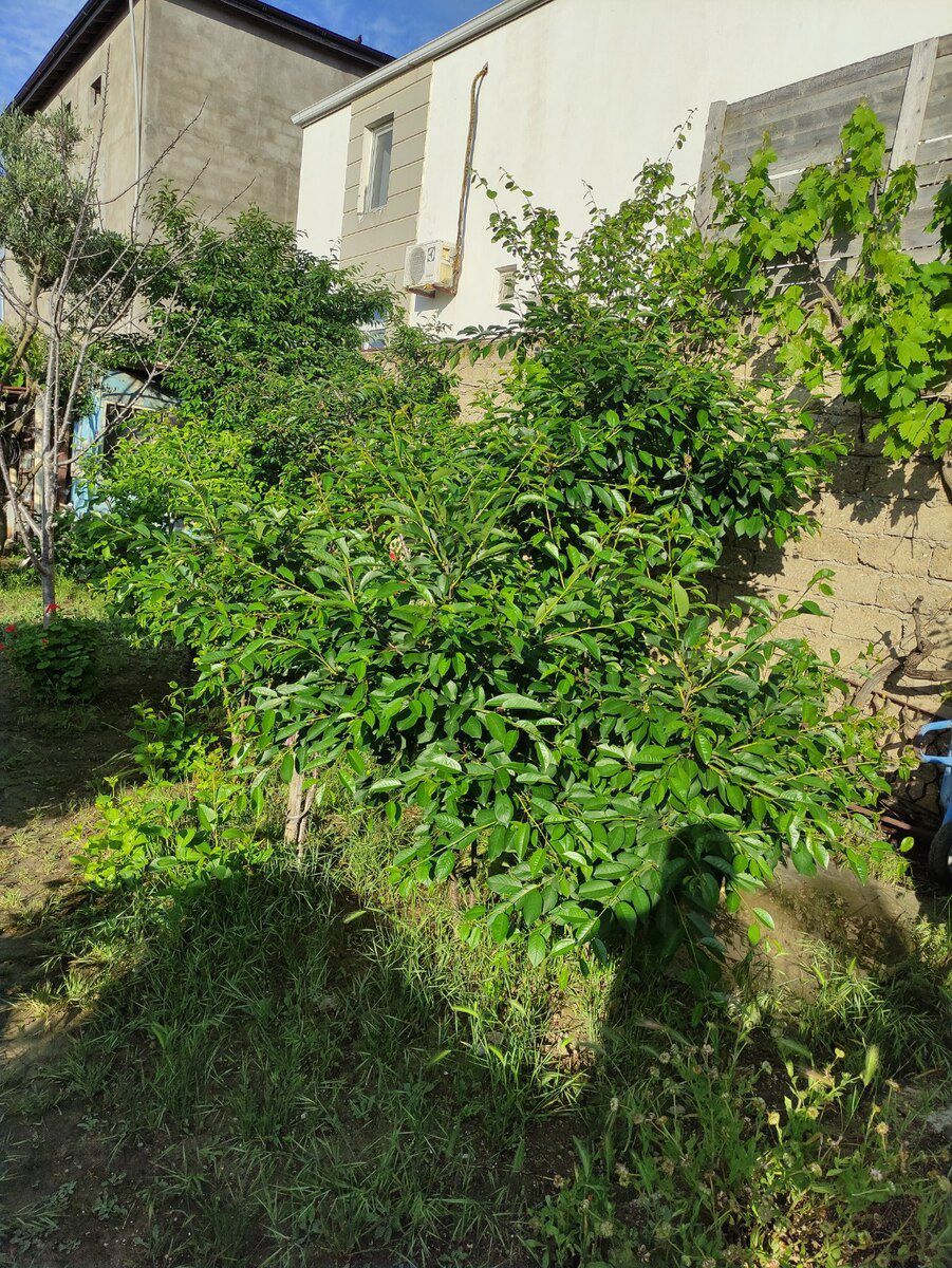9 sot torpaq sahəsi, Mərdəkan qəs — Torpaq, Bakı (6)