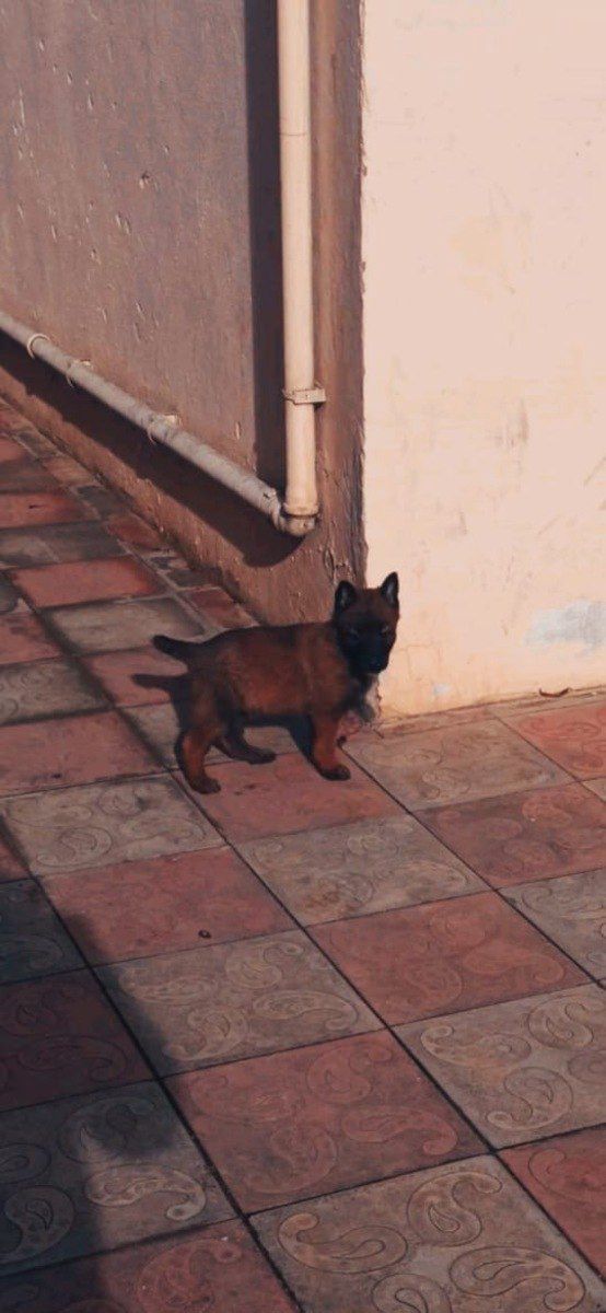 Belçika ovçarkası — Heyvanlar, Bakı (2)