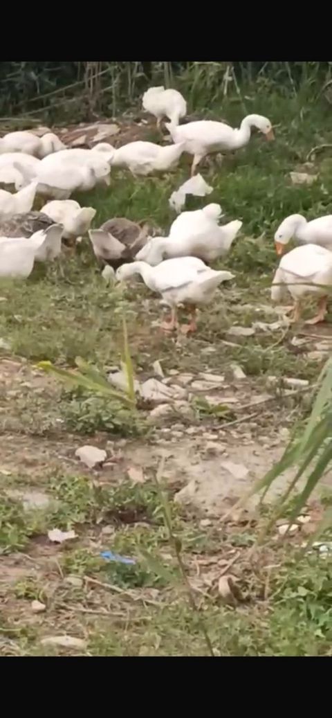 Qaz balası — Bakı