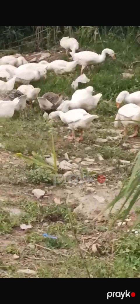 Qaz balası — Bakı