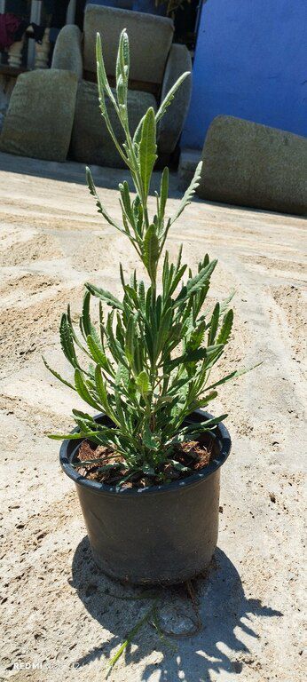Lavanda — Bitkilər, Bakı (7)