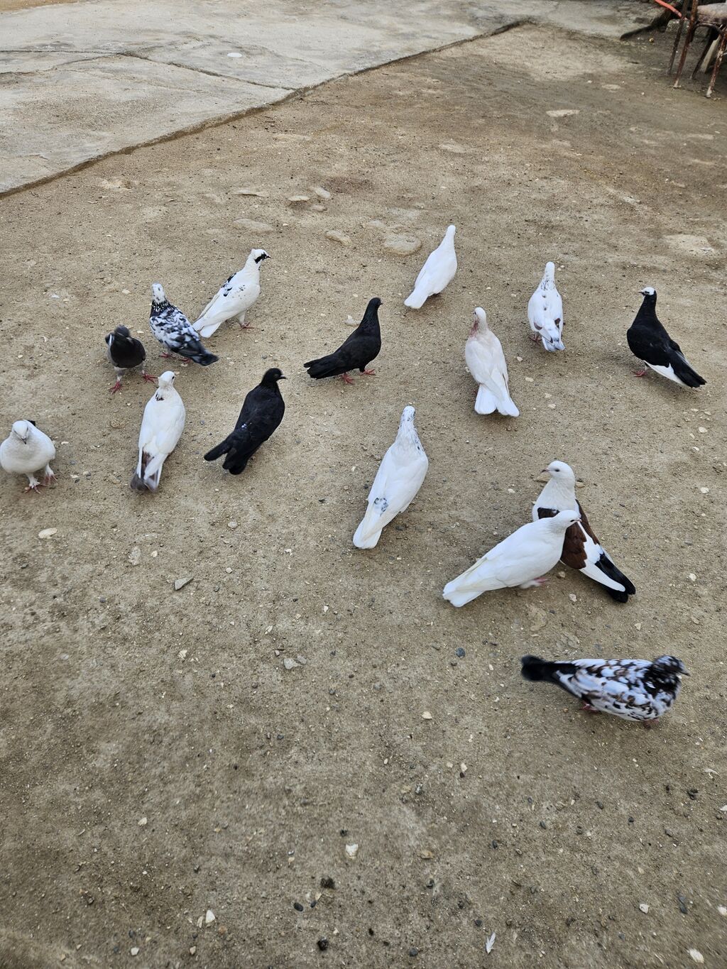 16 eded göyerçin hopdum 5 manatdan satilir uçuşlari oynamaqlari var — Göyərçin, Digah (5)