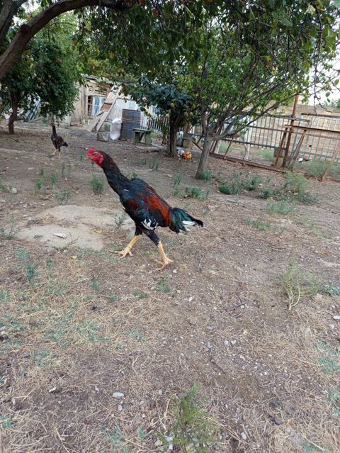 Heyrati bece normal saglam cins heyvandi masallah — Bakı