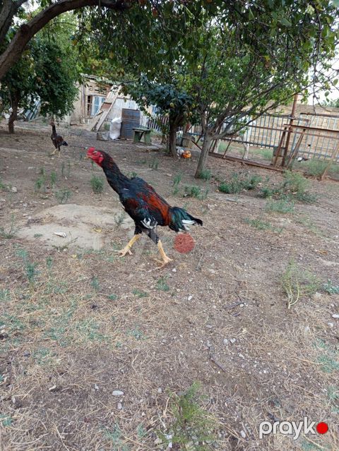 Heyrati bece normal saglam cins heyvandi masallah — Bakı