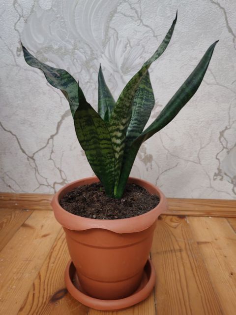 Sansevieria (Qayın dili) – otaq bitkisi, gil rəngli dibçək və — Bakı