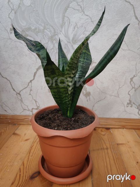 Sansevieria (Qayın dili) – otaq bitkisi, gil rəngli dibçək və — Bakı