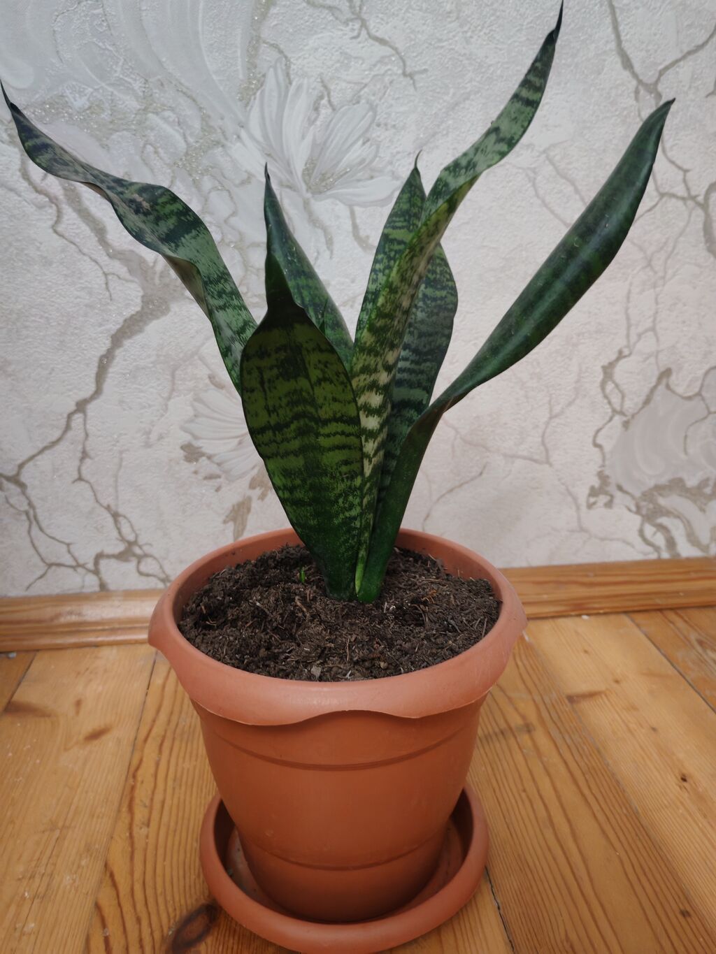 Sansevieria (Qayın dili) – otaq bitkisi, gil rəngli dibçək və — Çiçəklər, Bakı (3)