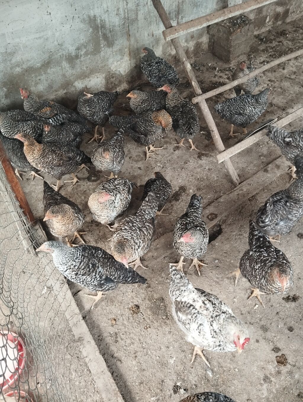 Toyuq, Yumurtalıq, Ünvandan götürmə — Toyuq və xoruz, Xaçmaz (2)