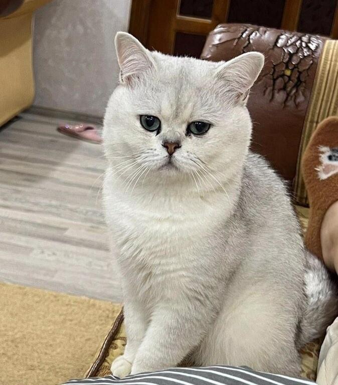 Gümüşü şinşilla pişiyi (cütləşdirmək üçün) — Pişiklər, Bakı (2)