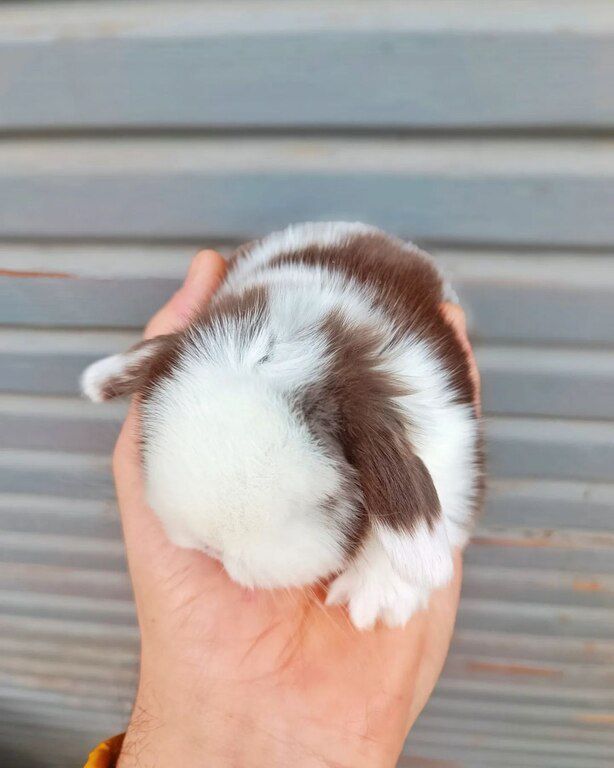 Mini lop dovşanlar — Dovşanlar, Xırdalan (4)