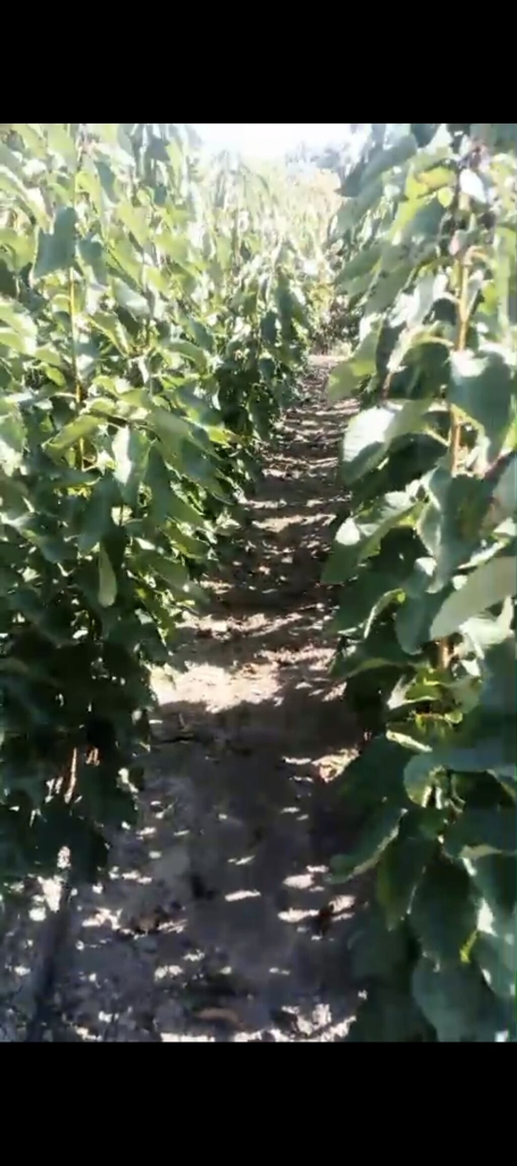 Meqsedimiz Düzgün Ting SeçimiDüzgün əkinPesekar yanaşma ile uzun — Bitkilər, Quba