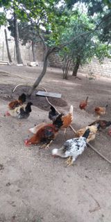 Xoruz, il: <1 — Chickens and roosters