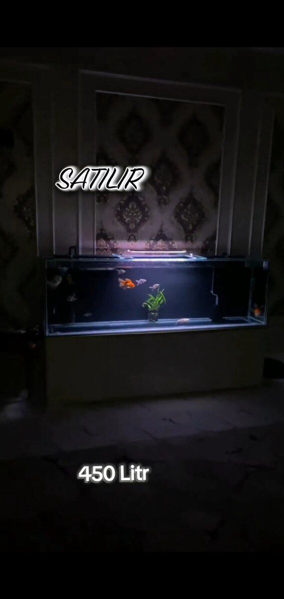 Akvarium — Akvariumlar və balıqlar, Gəncə