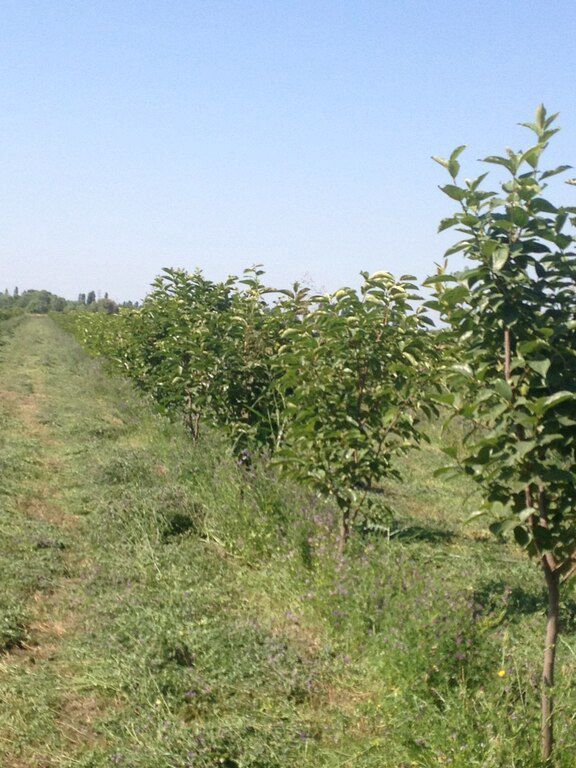149 sot torpaq sahəsi, Bərdə r — Torpaq, Bərdə (4)