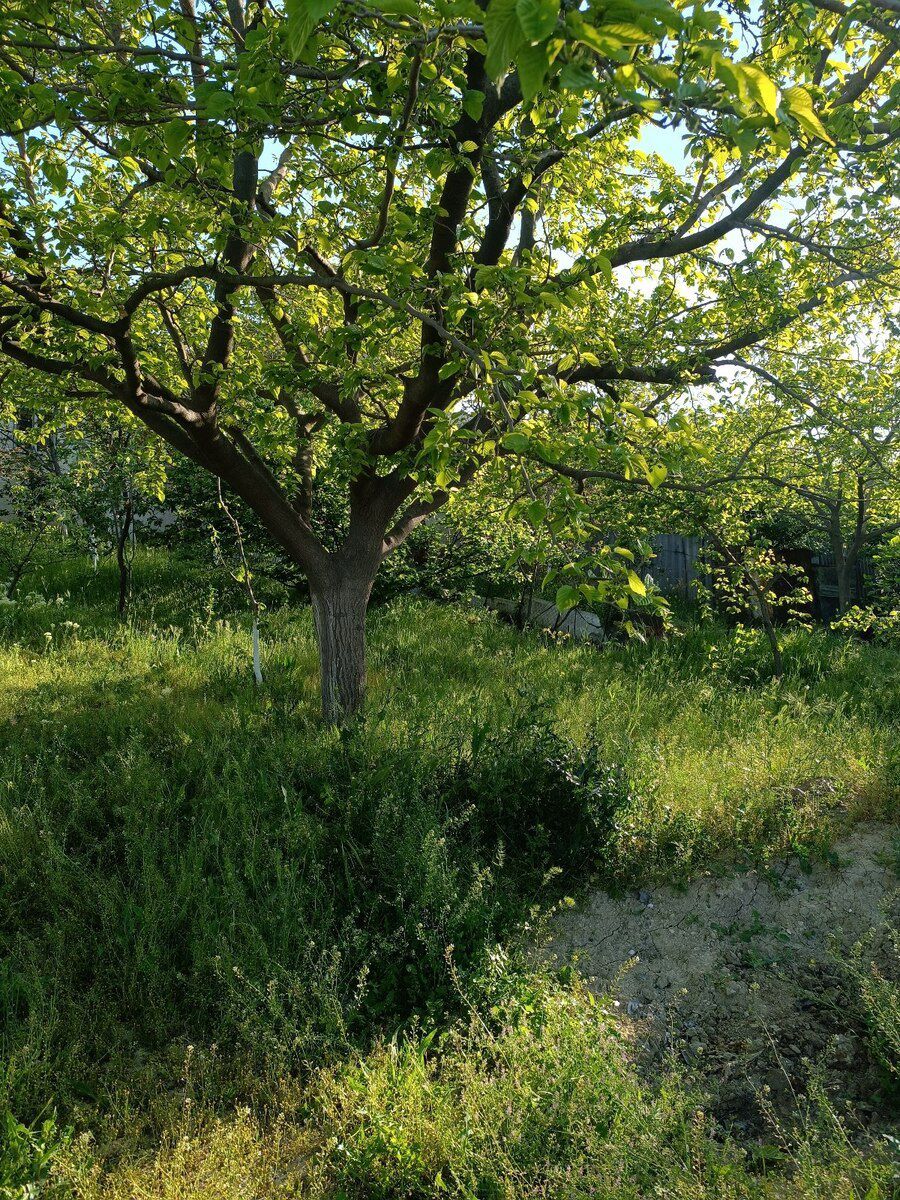 5 sot torpaq sahəsi, Saray qəs — Torpaq, Bakı (3)