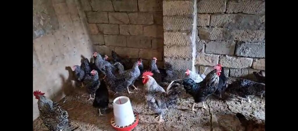 Temiz xorkov toyuq ve xoruzlar sürüyle satılır teki 25 AZN — Toyuq və xoruz, Digah (2)
