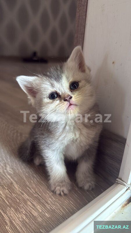 şotland pişik balasi temiz cins — Bakı
