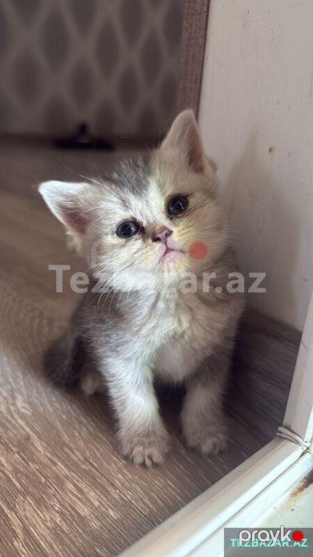 şotland pişik balasi temiz cins — Bakı