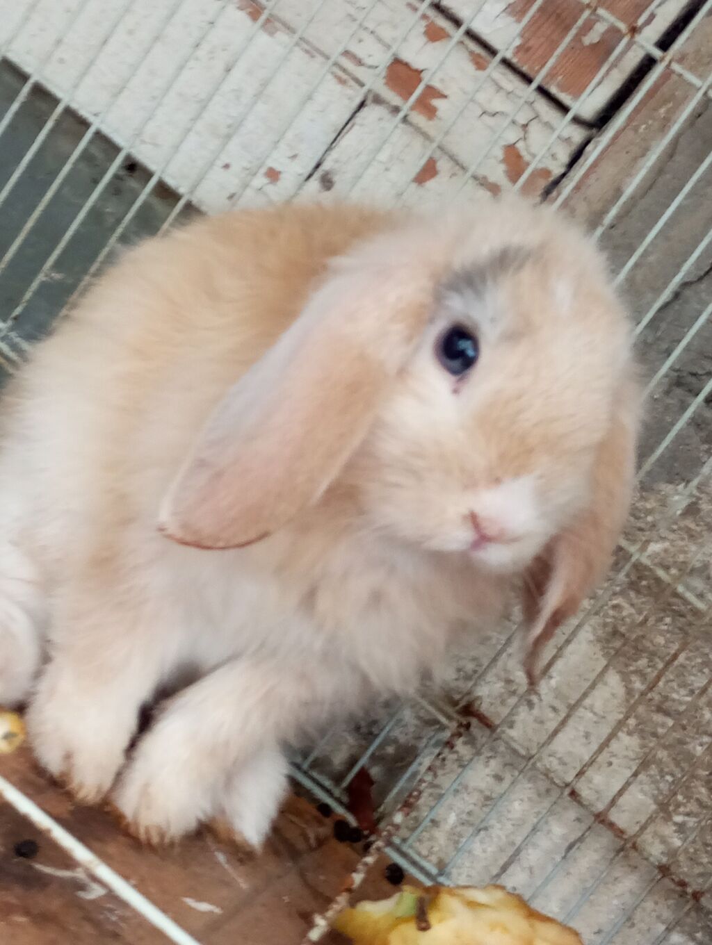 Holland Lop qulaqlı dekorativ dovşan balaları - Cins: Lop (sallanan — Dovşanlar, Digah (10)