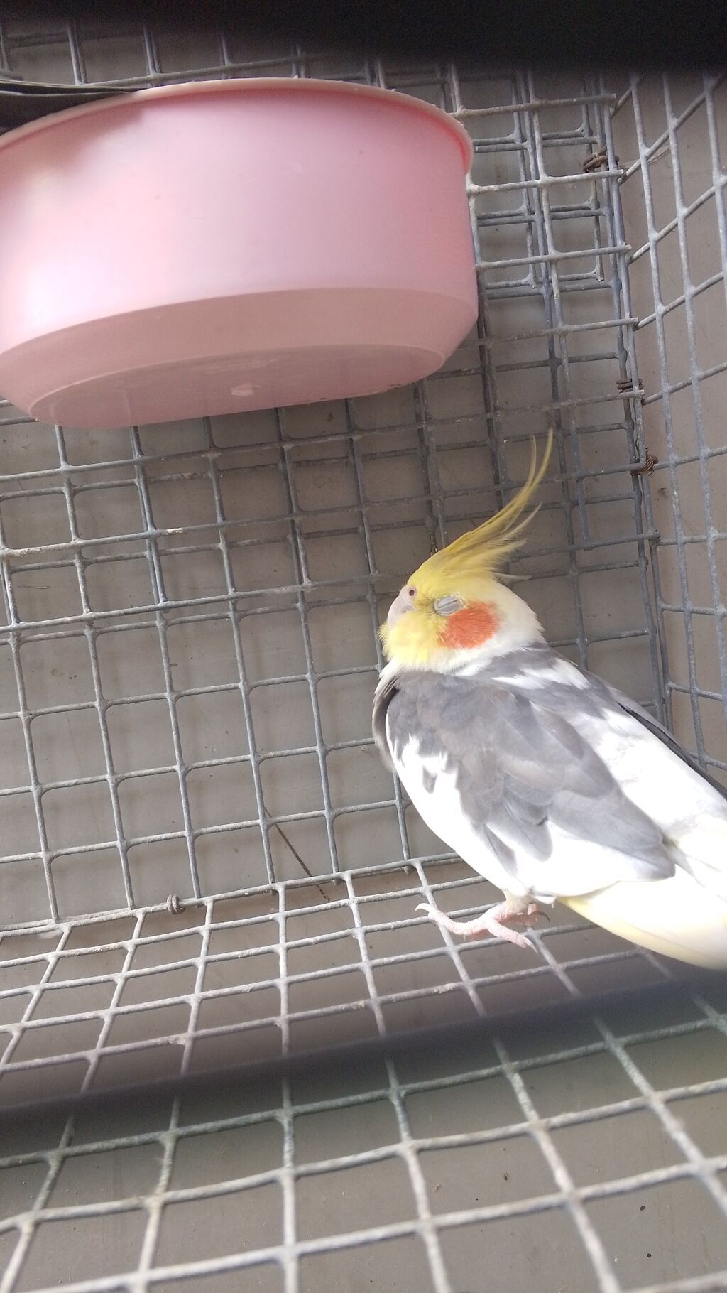 Məhsul: Nimfa tutuquşuları (Cockatiel) cütlüyü Xüsusiyyətlər: - Növ — Tutyun papağayı, Bakı (3)