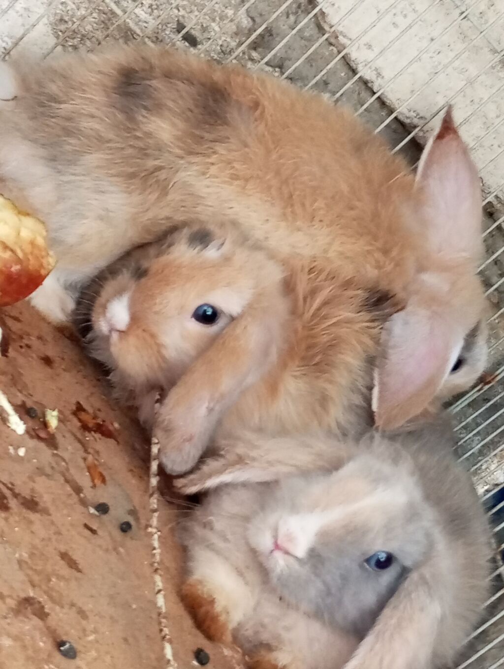 Holland Lop qulaqlı dekorativ dovşan balaları - Cins: Lop (sallanan — Dovşanlar, Digah (9)