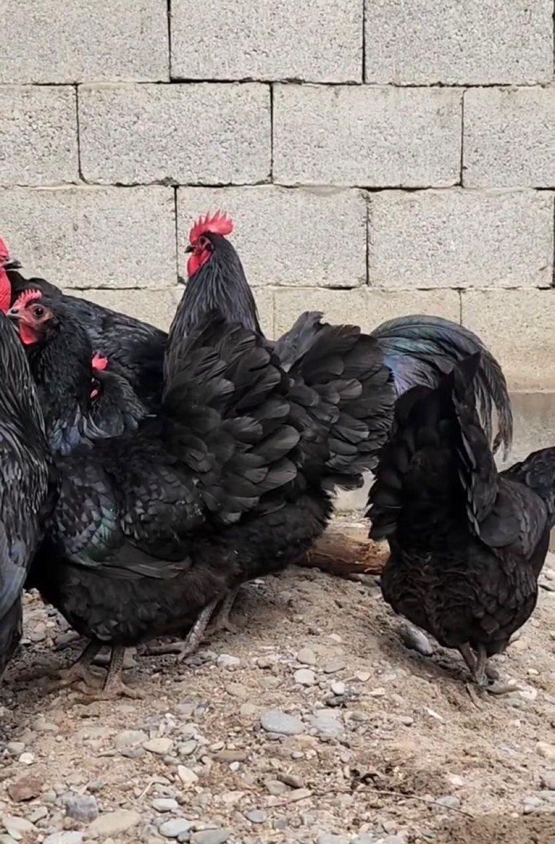 Avstralorp xoruzu — Quşlar, Bakı (4)