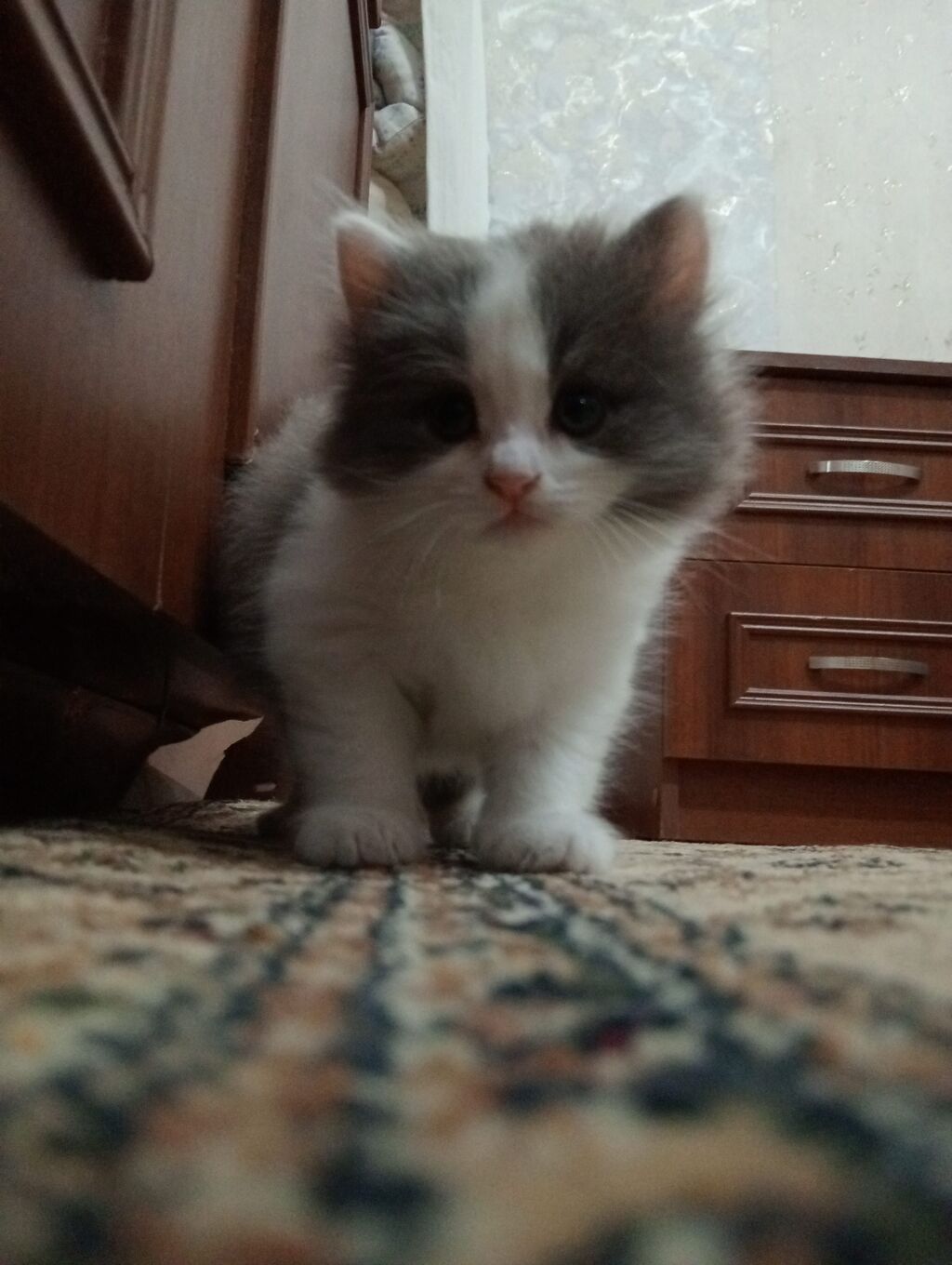 Dişi, Yaxşı əllərə, Ünvandan götürmə — Pişiklər, Sumqayıt (3)