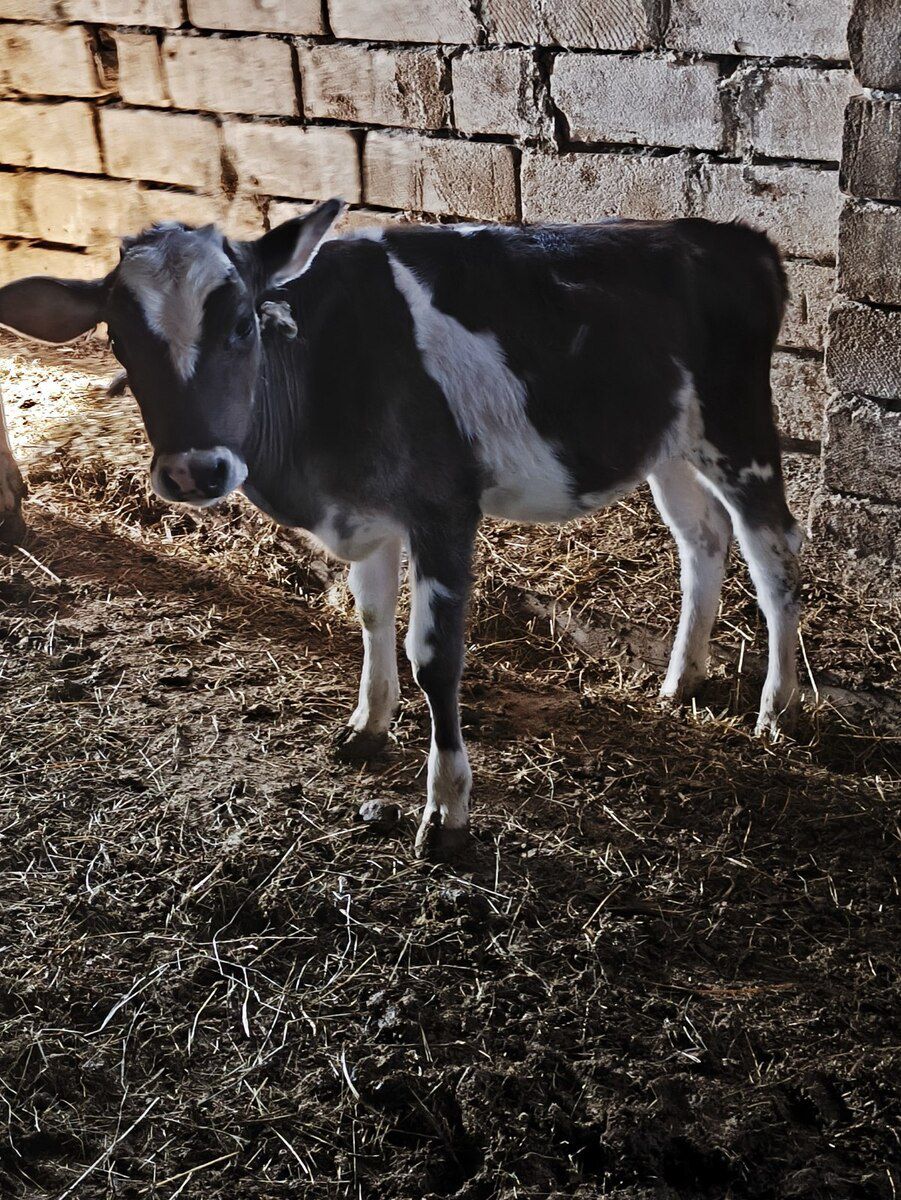 İnək — Kənd təsərrüfatı heyvanları, Xırdalan (5)