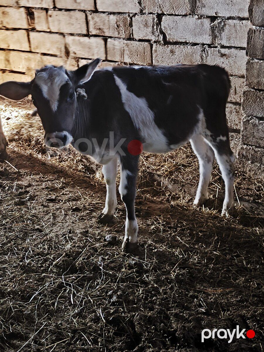 İnək — Kənd təsərrüfatı heyvanları, Xırdalan (5)