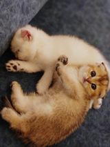 Котята шиншиллы — Мелания мират