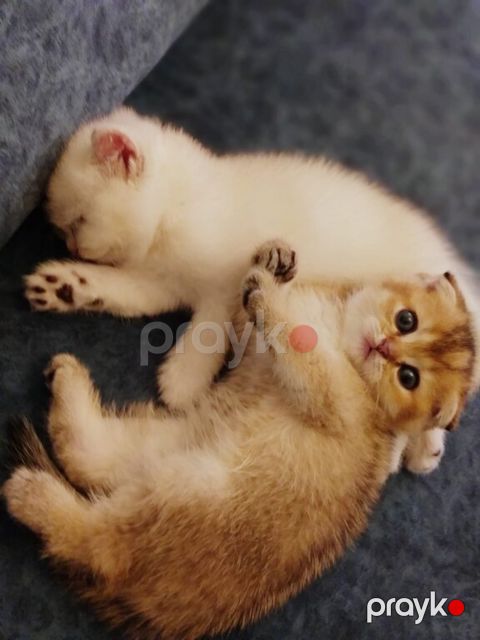 Котята шиншиллы — Bakı