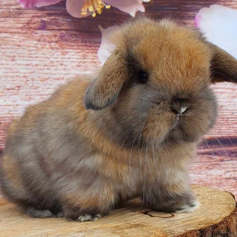 Mini lop dovşanlar — Dovşanlar, Xırdalan (9)