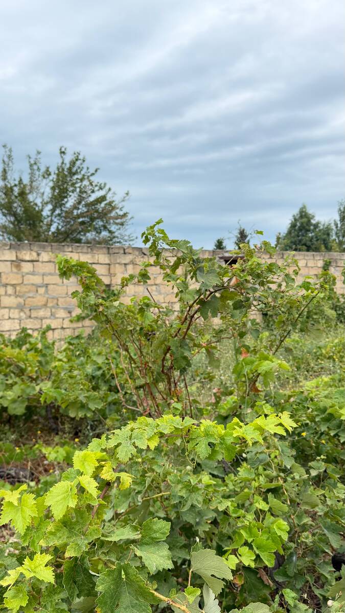 Satılır torpaq 13 sot — Torpaq, Bakı (2)