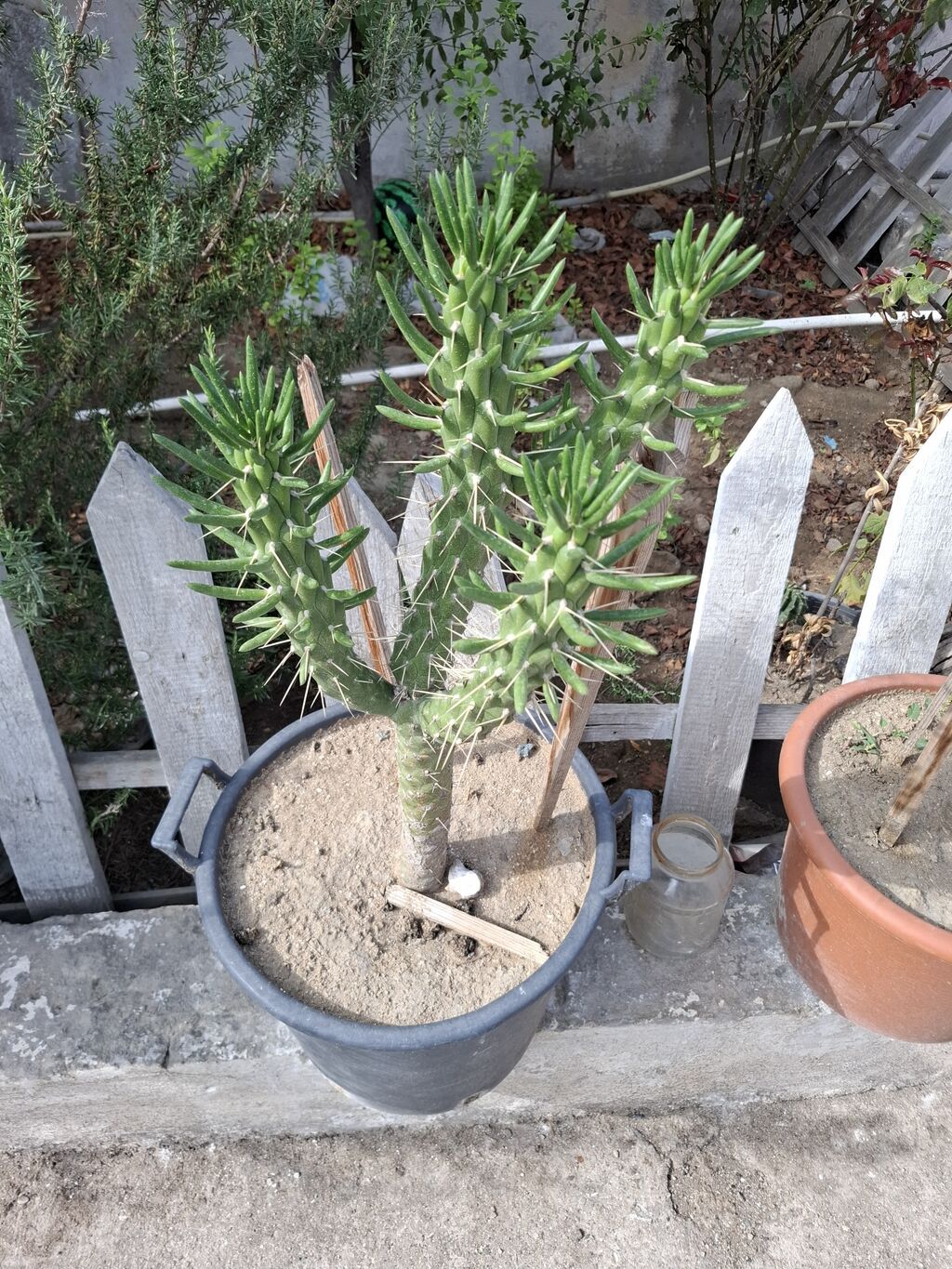 Böyük 100azn balaca 60azn — Qapı bitkələri, Digah (3)