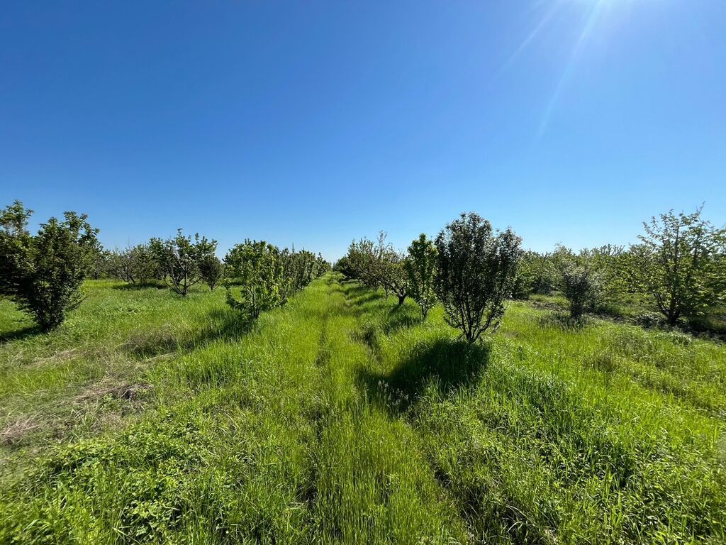 240 sot, Kənd təsərrüfatı, Kupça (Çıxarış) — Torpaq, Xaçmaz (2)