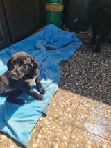 Koker spaniel balaları — Elxan