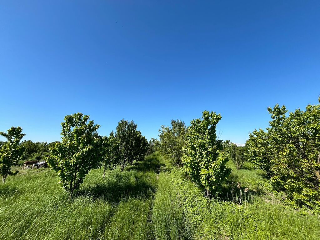 240 sot, Kənd təsərrüfatı, Kupça (Çıxarış) — Torpaq, Xaçmaz (6)