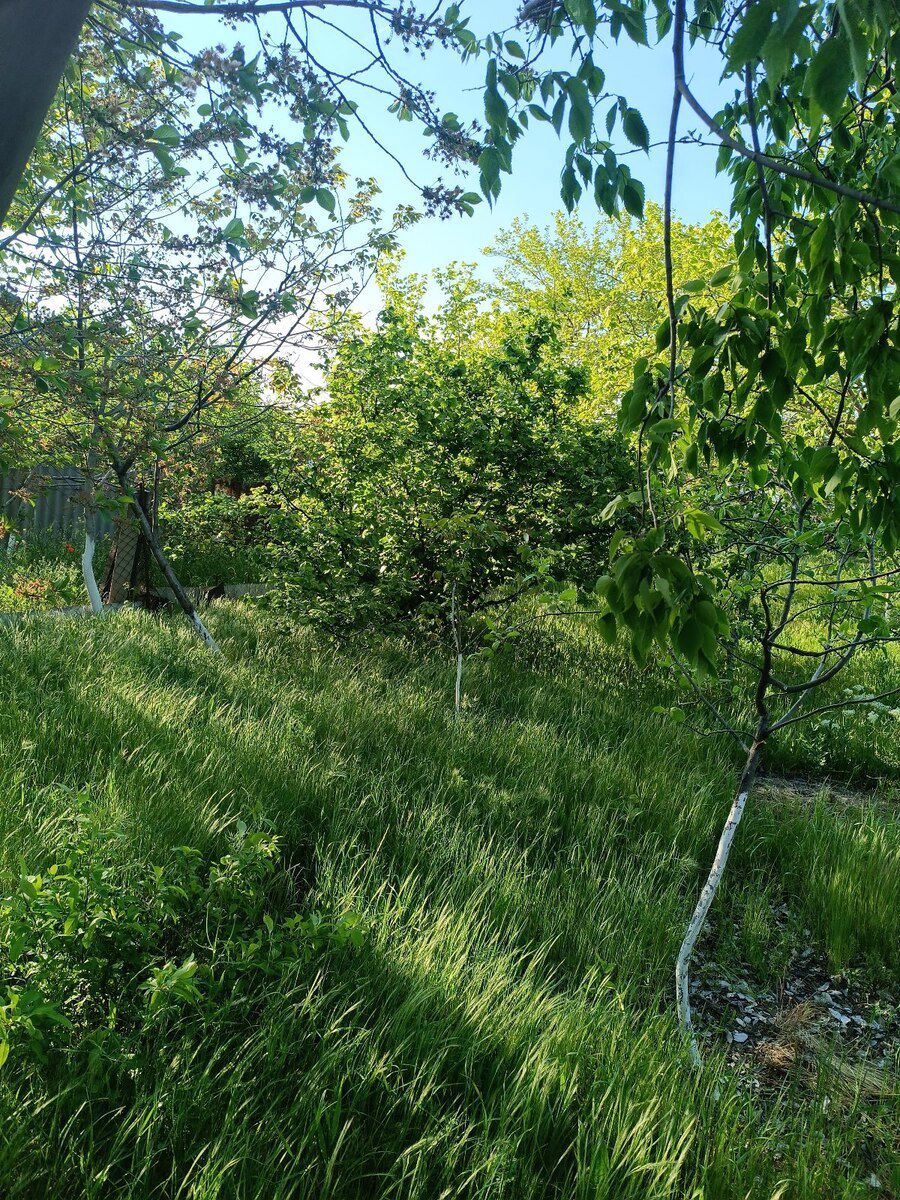 5 sot torpaq sahəsi, Saray qəs — Torpaq, Bakı (2)
