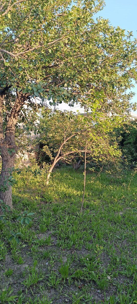 5 sot torpaq sahəsi, Saray qəs — Torpaq, Bakı (12)